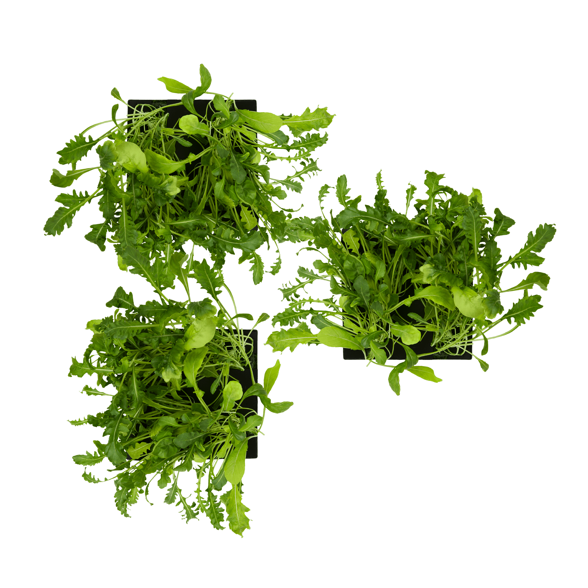 ROTO - ROTO FARM PLANT PAD - 3 PACK