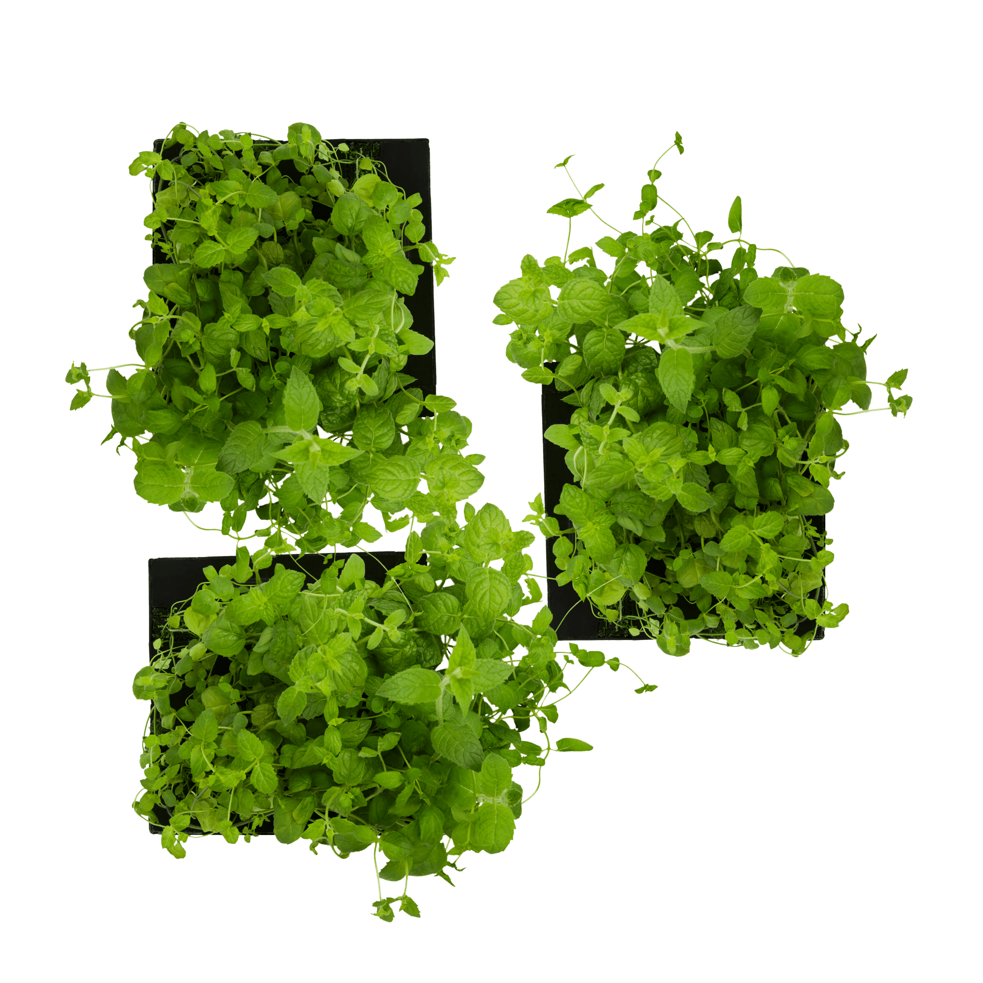 ROTO - ROTO FARM PLANT PAD - 3 PACK