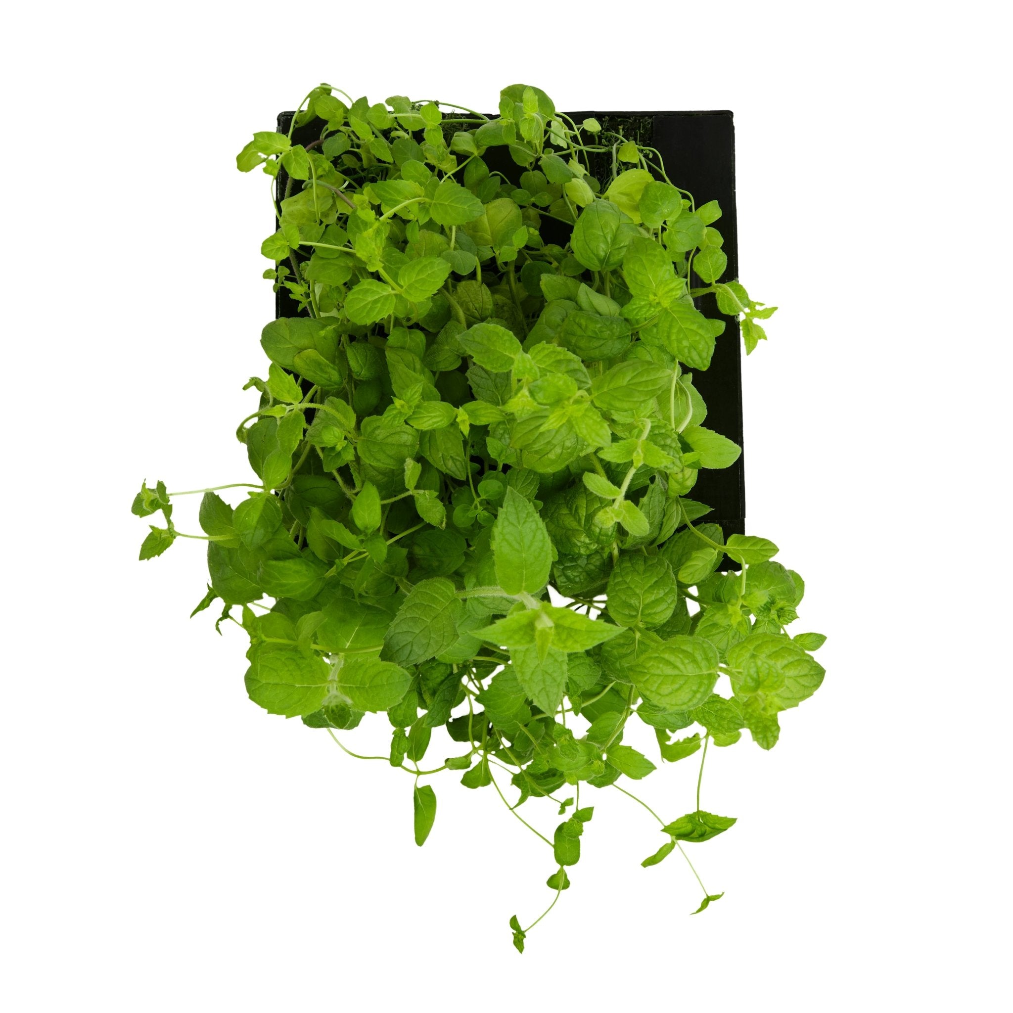 ROTO - ROTO FARM PLANT PAD - 3 PACK