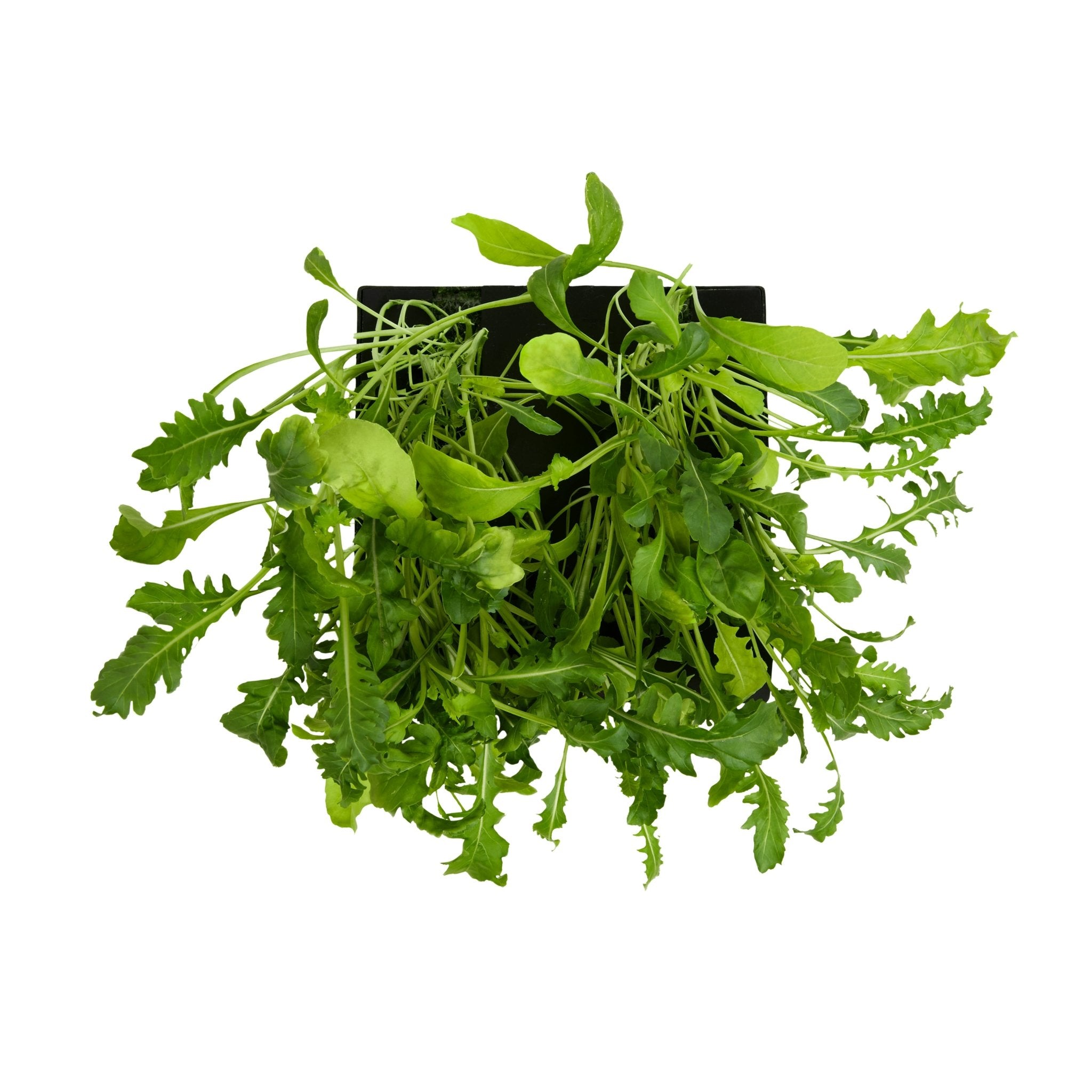 ROTO - ROTO FARM PLANT PAD - 3 PACK