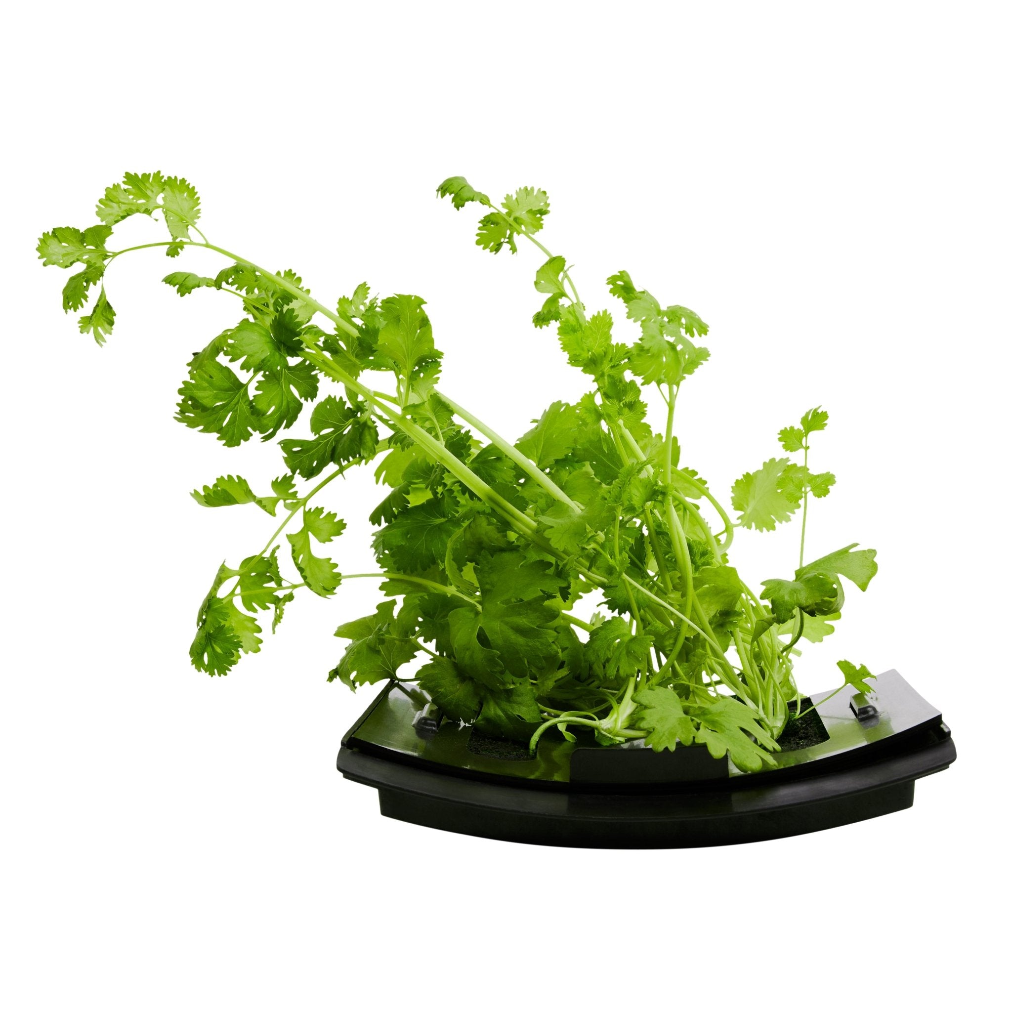 ROTO - ROTO FARM PLANT PAD - 3 PACK