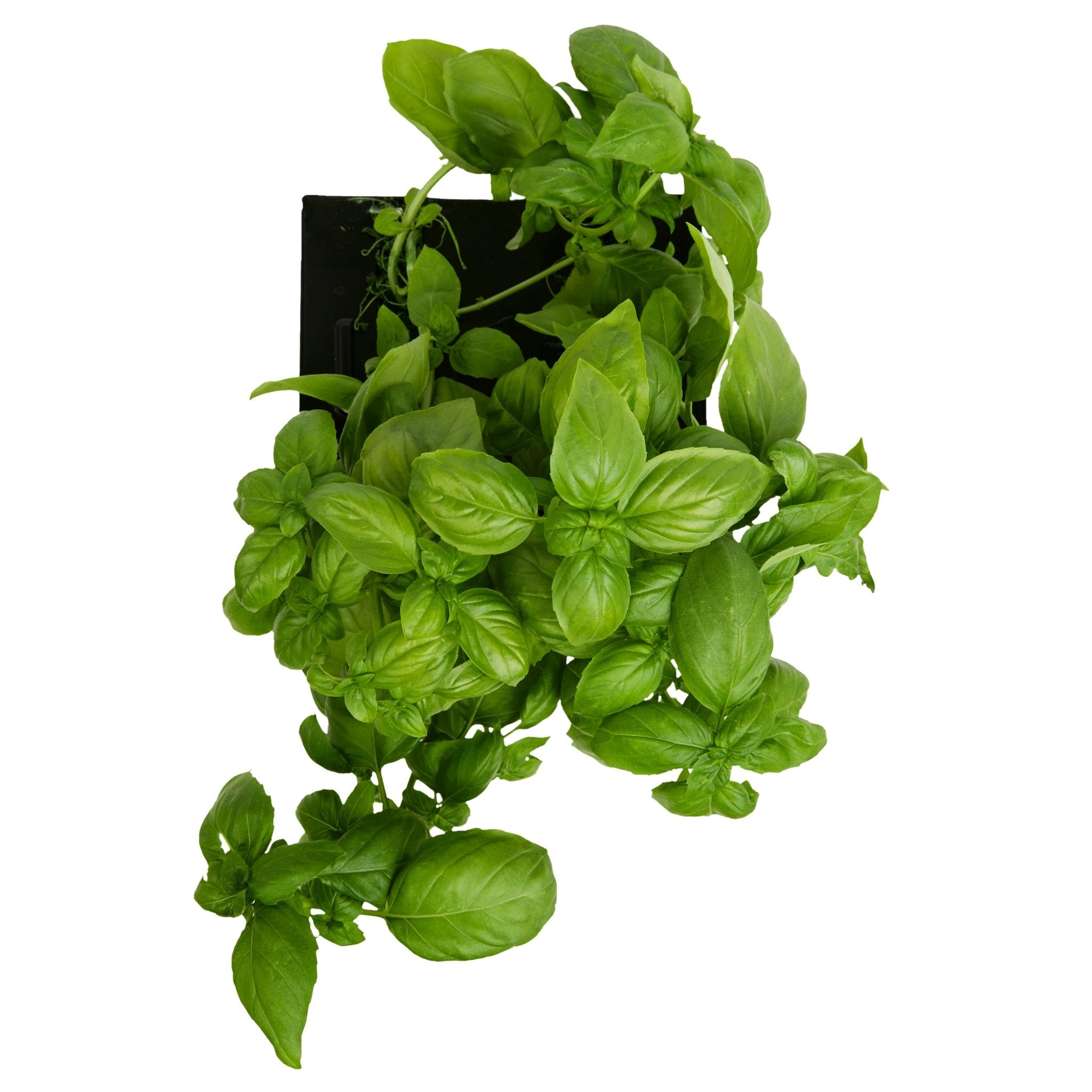 ROTO - ROTO FARM PLANT PAD - 3 PACK