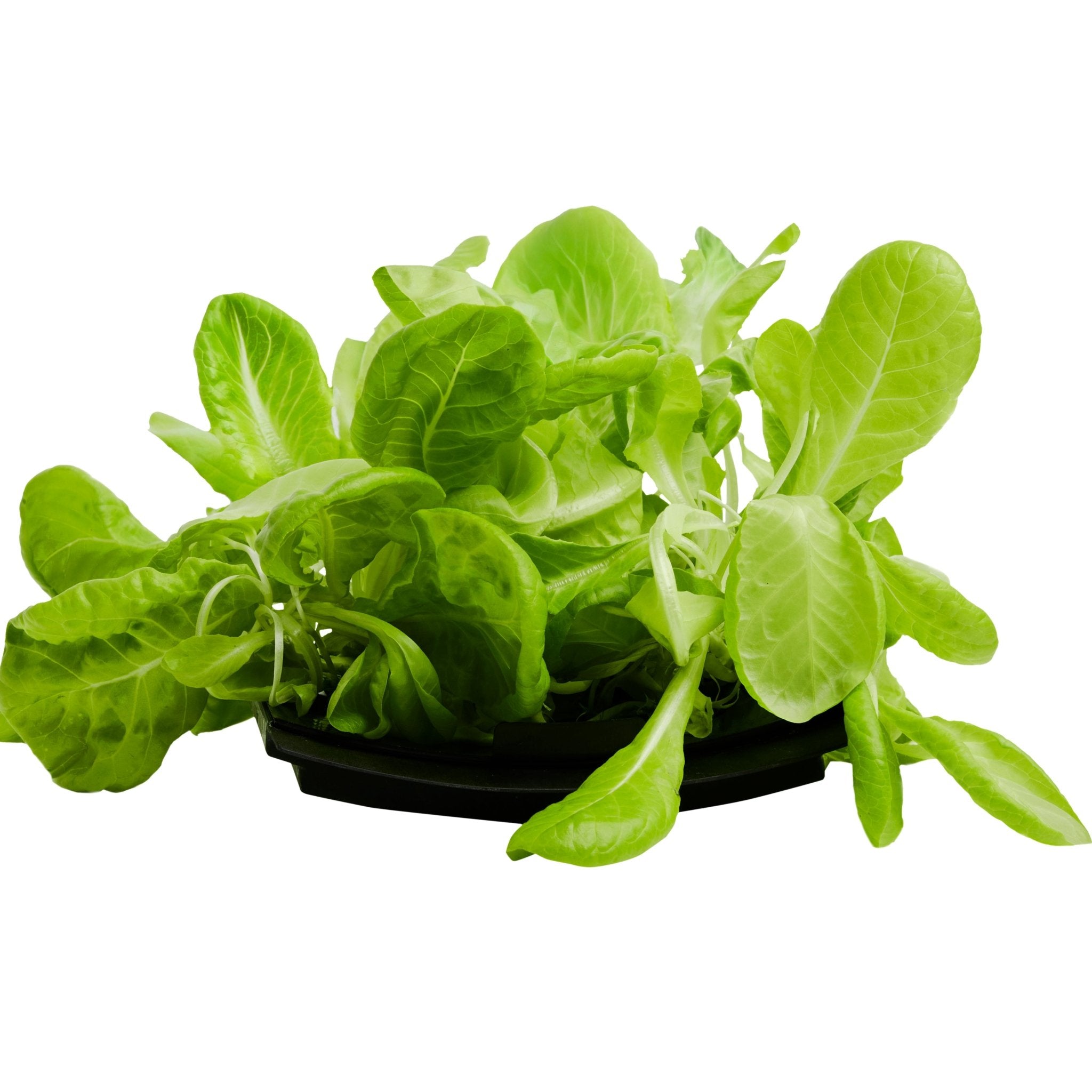 ROTO - ROTO FARM PLANT PAD - 3 PACK