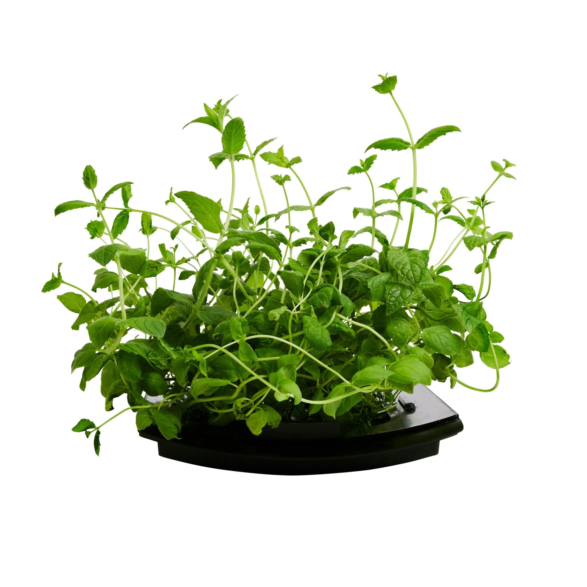 ROTO - ROTO FARM PLANT PAD - 3 PACK