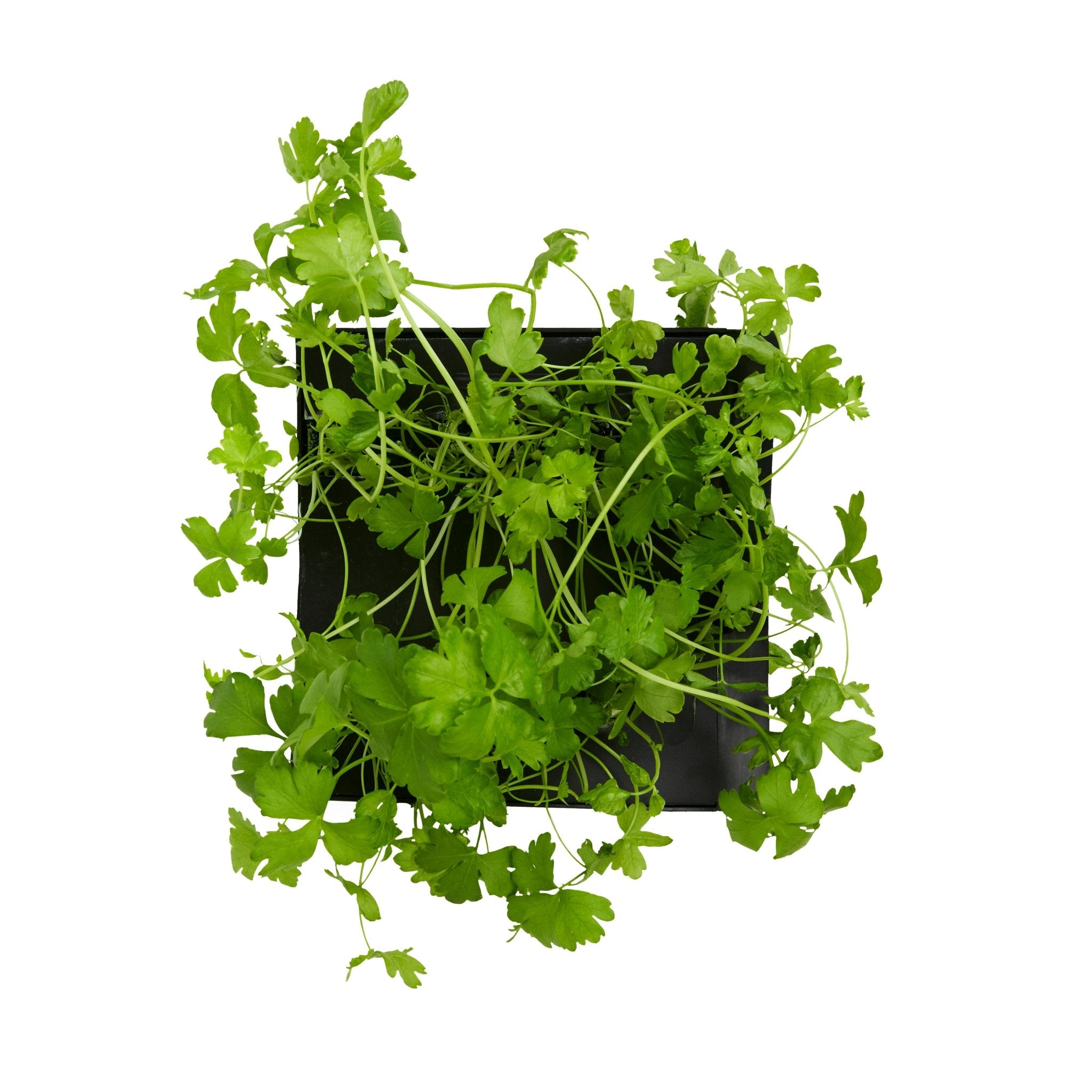 ROTO - ROTO FARM PLANT PAD - 3 PACK