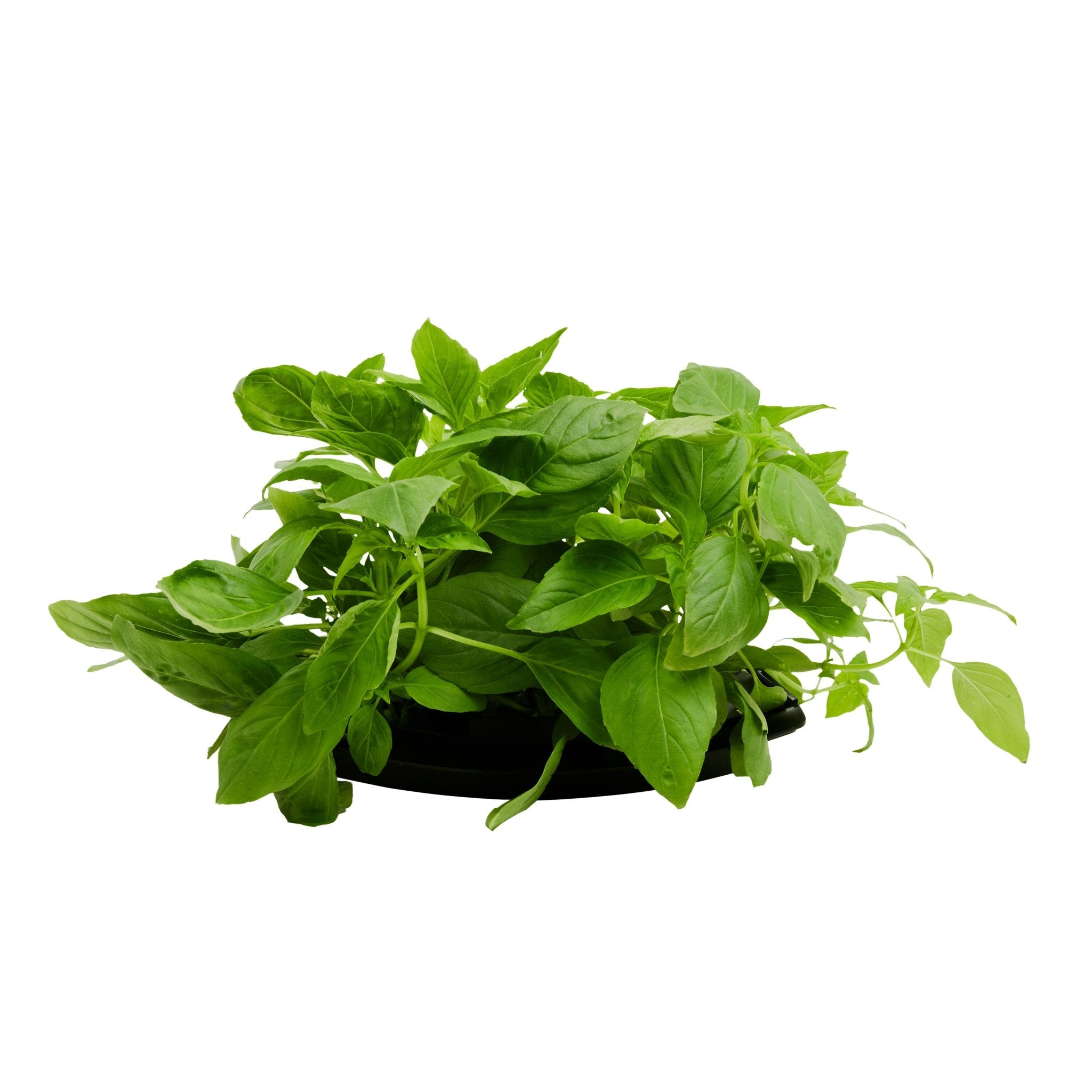 ROTO - ROTO FARM PLANT PAD - 3 PACK