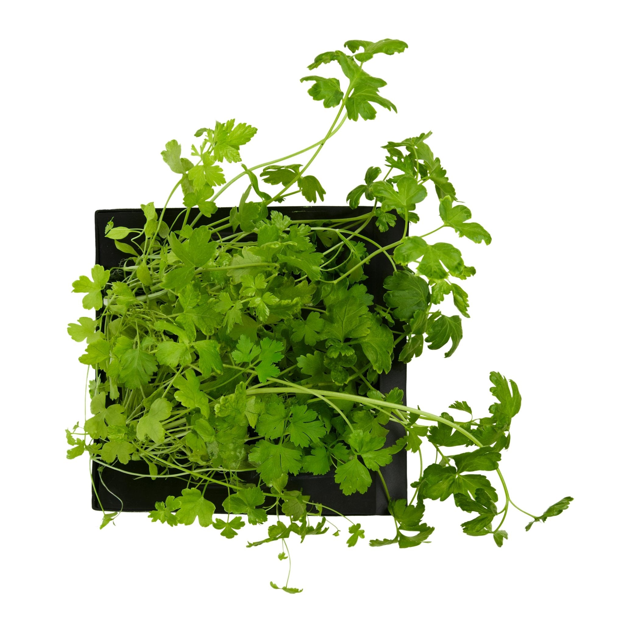 ROTO - ROTO FARM PLANT PAD - 3 PACK