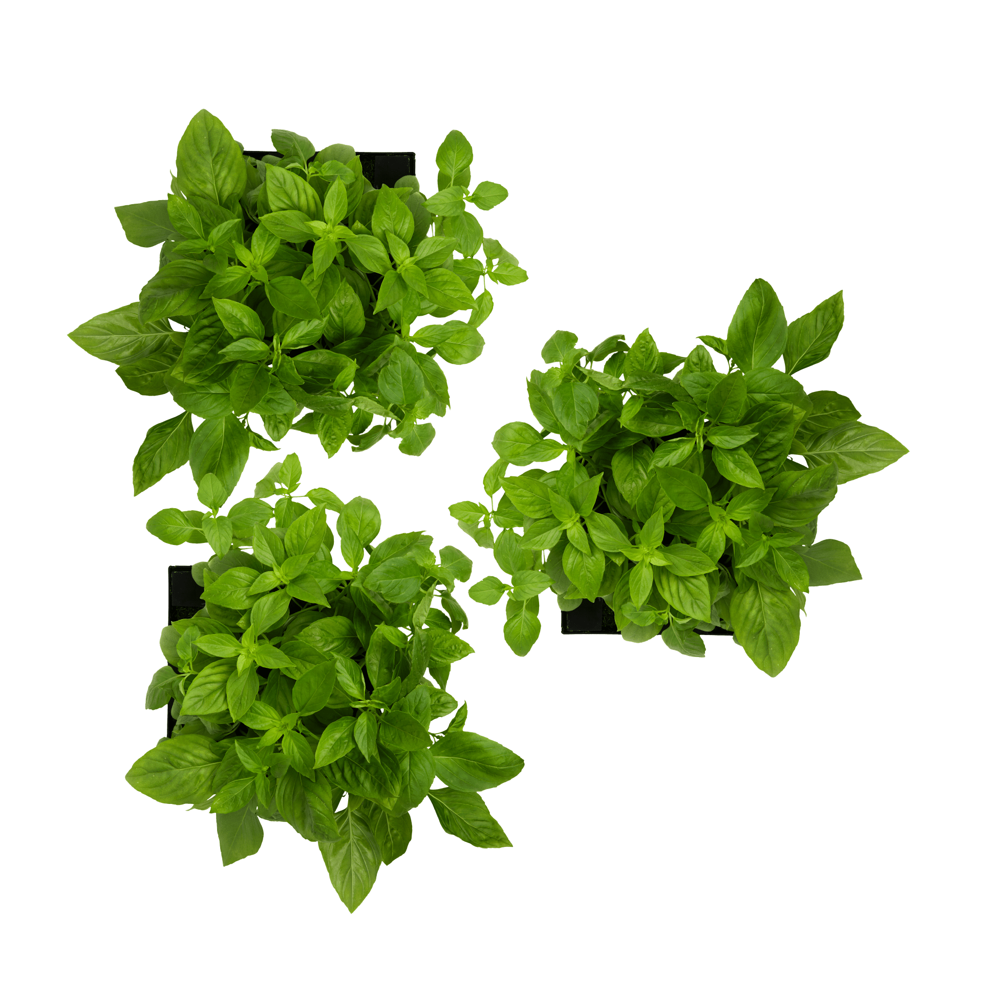 ROTO - ROTO FARM PLANT PAD - 3 PACK