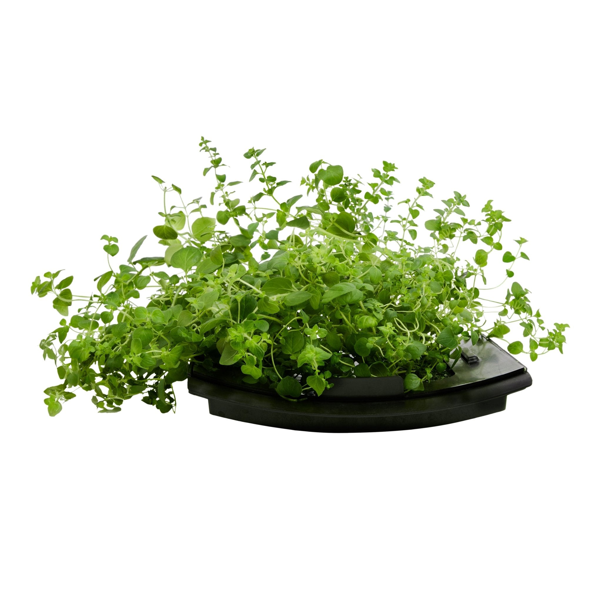 ROTO - ROTO FARM PLANT PAD - 3 PACK