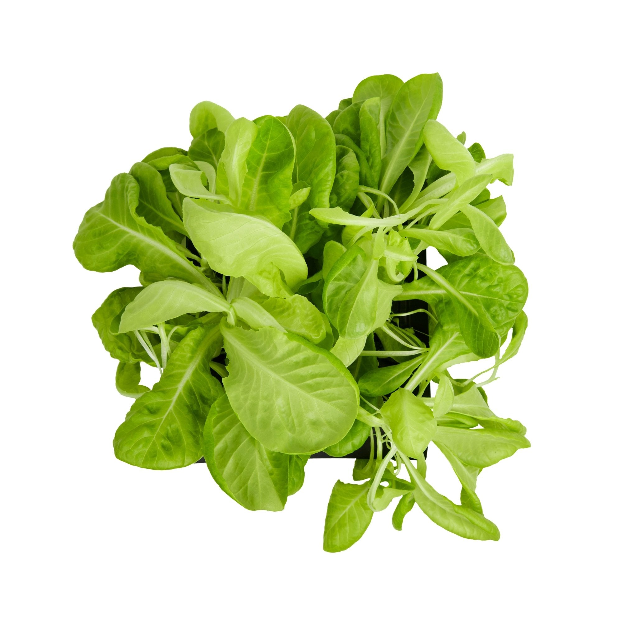 ROTO - ROTO FARM PLANT PAD - 3 PACK