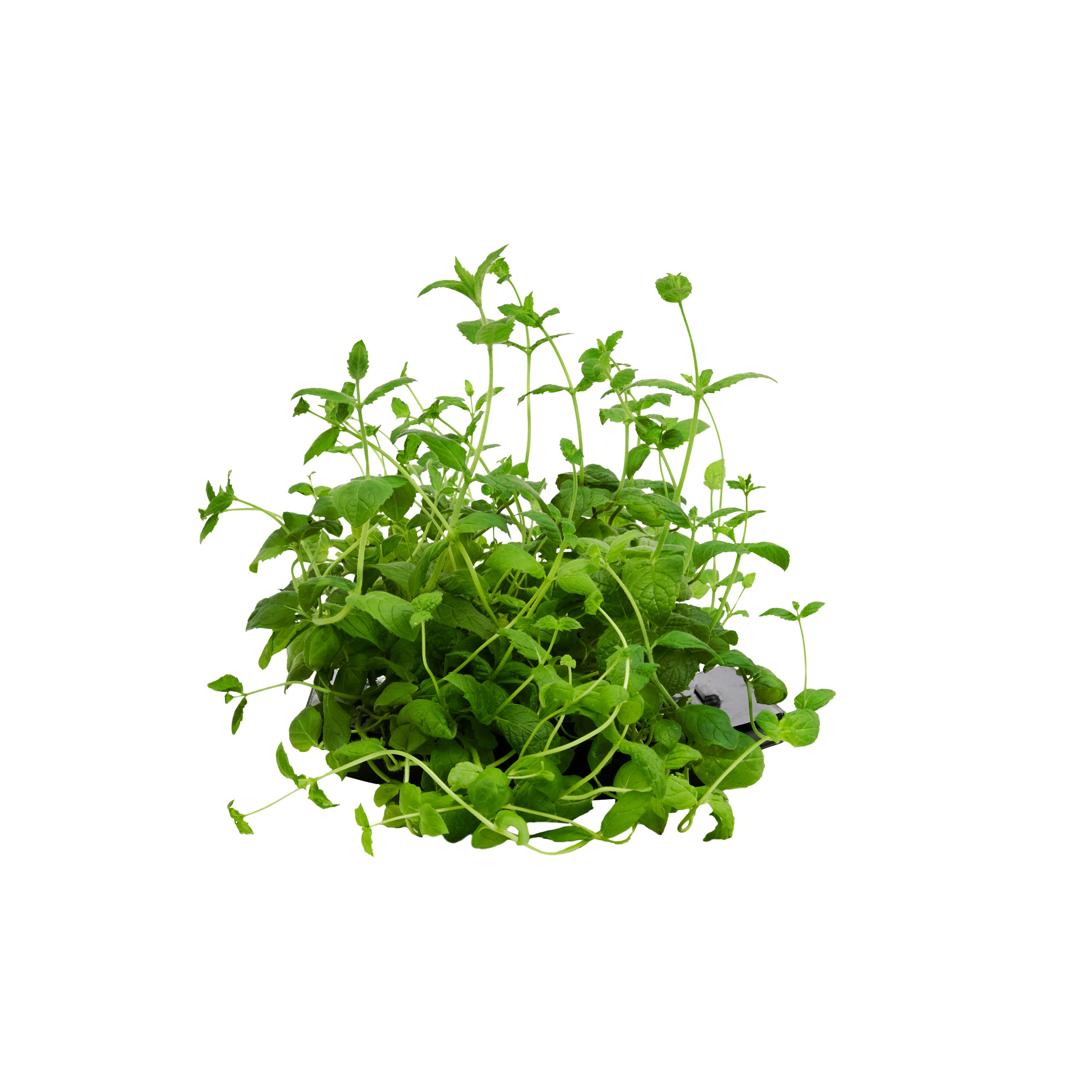 ROTO - ROTO FARM PLANT PAD - 3 PACK