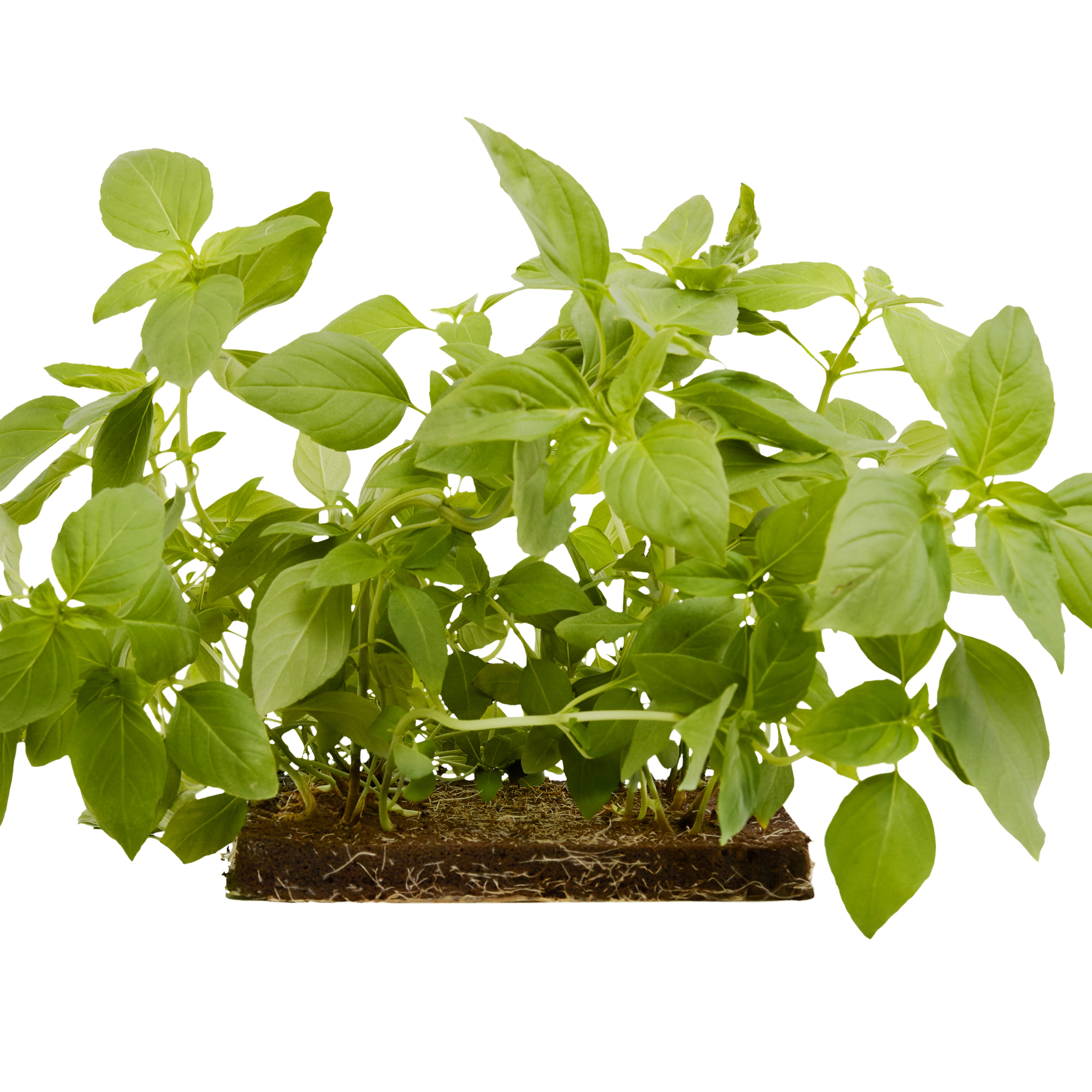 ROTO - ROTO FARM PLANT PAD - 3 PACK
