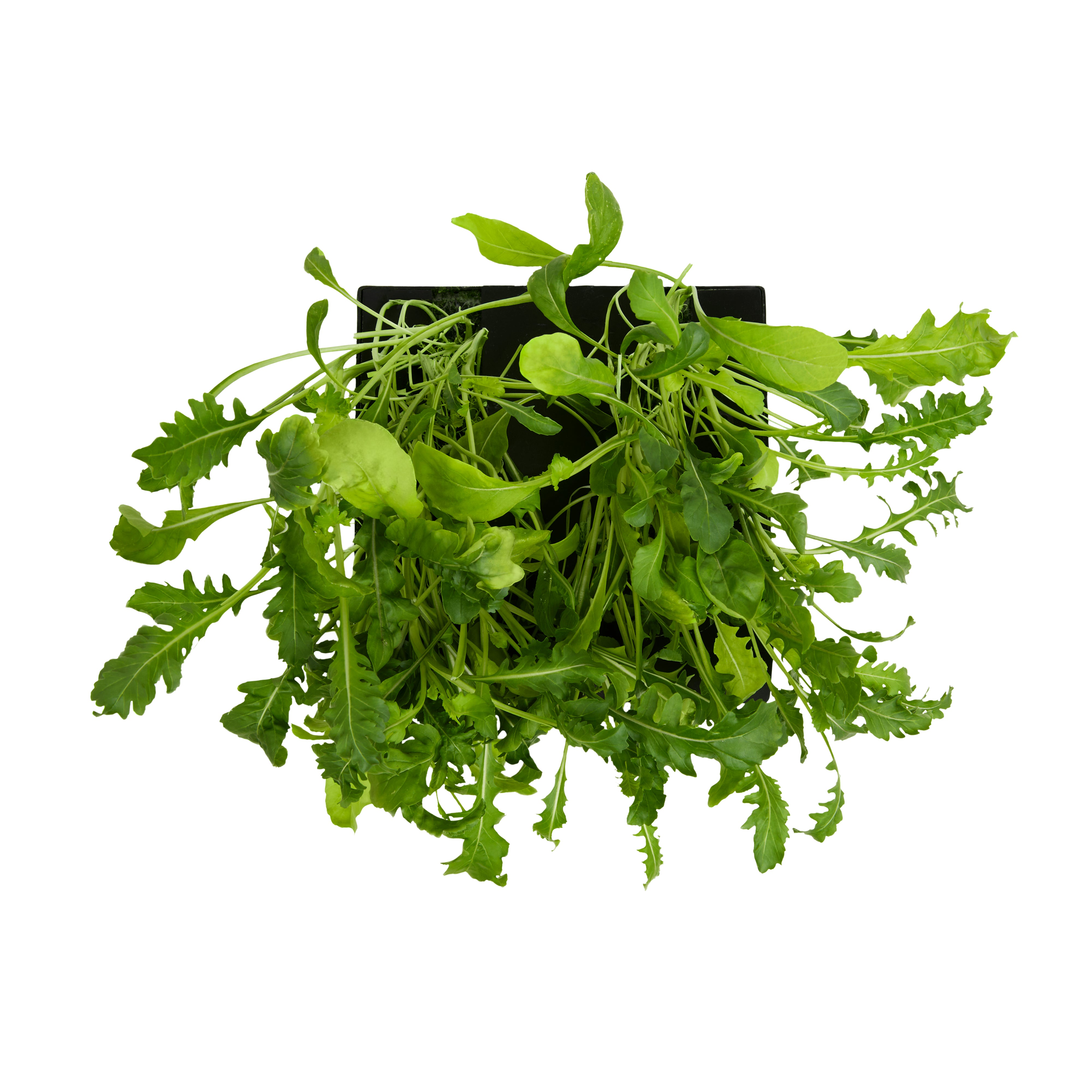 ROTO - ROTO FARM PLANT PAD - 3 PACK
