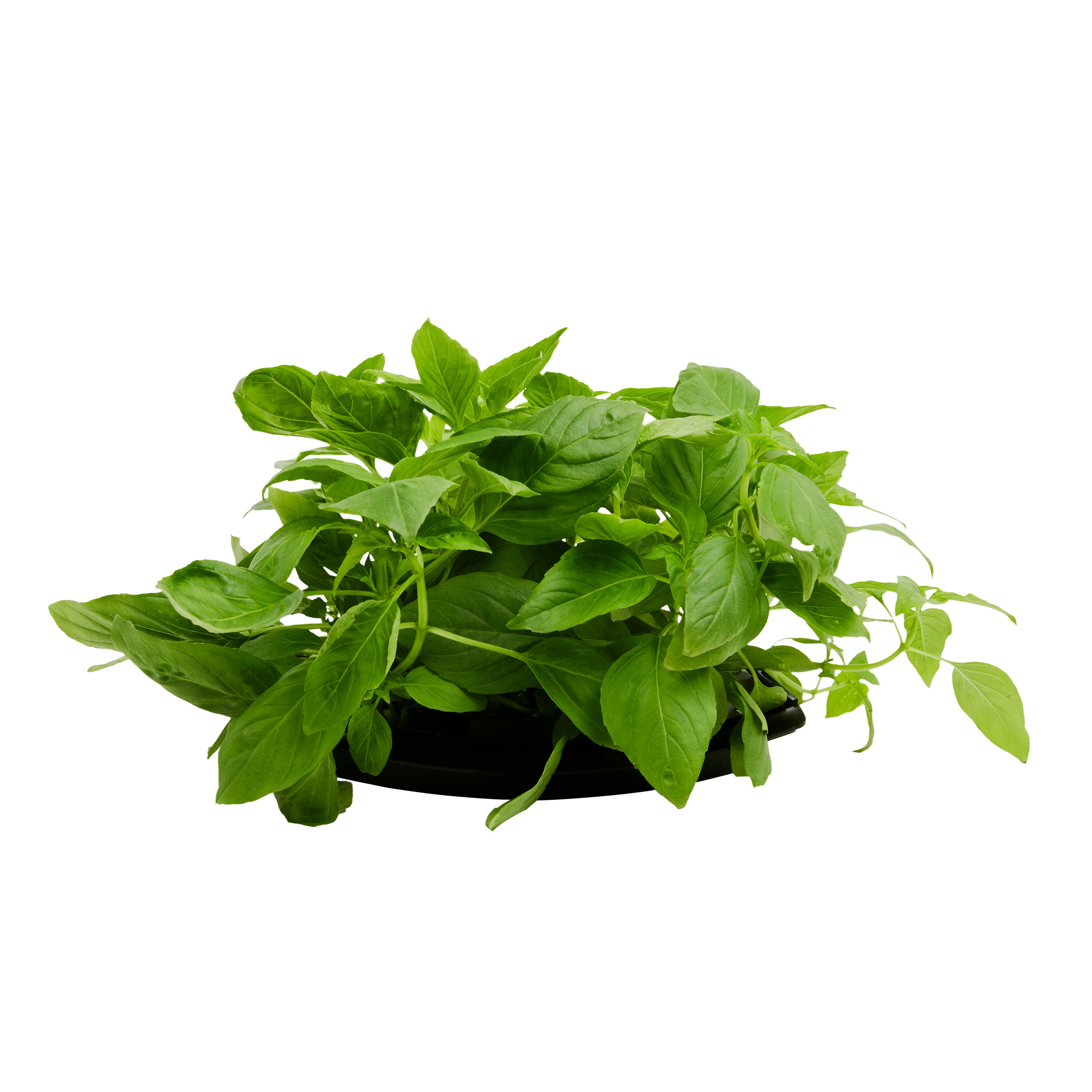 ROTO - ROTO FARM PLANT PAD - 3 PACK