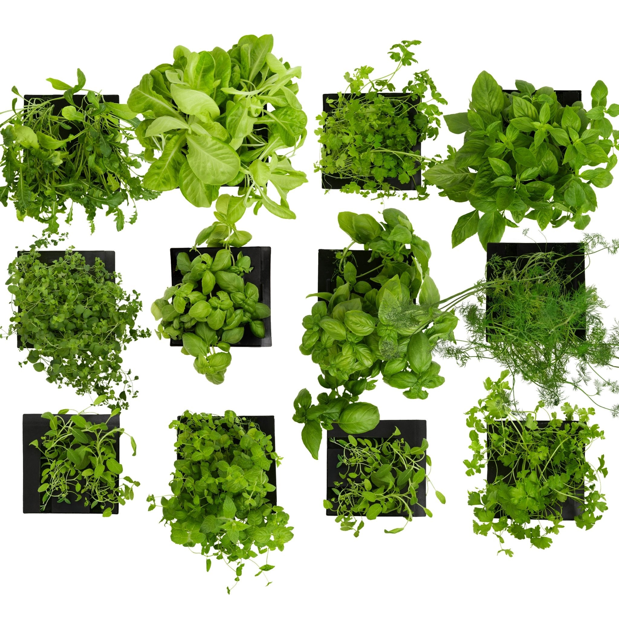 ROTO - BOX SET ROTO FARM PLANT PADS - 12 PACK