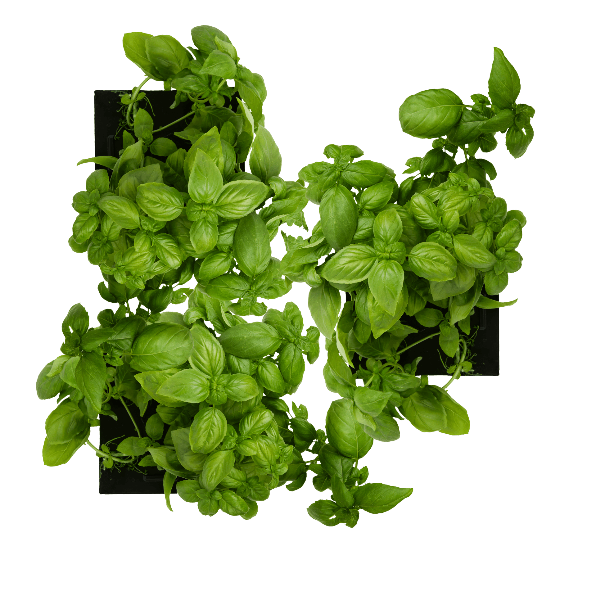 ROTO - ROTO FARM PLANT PAD - 3 PACK