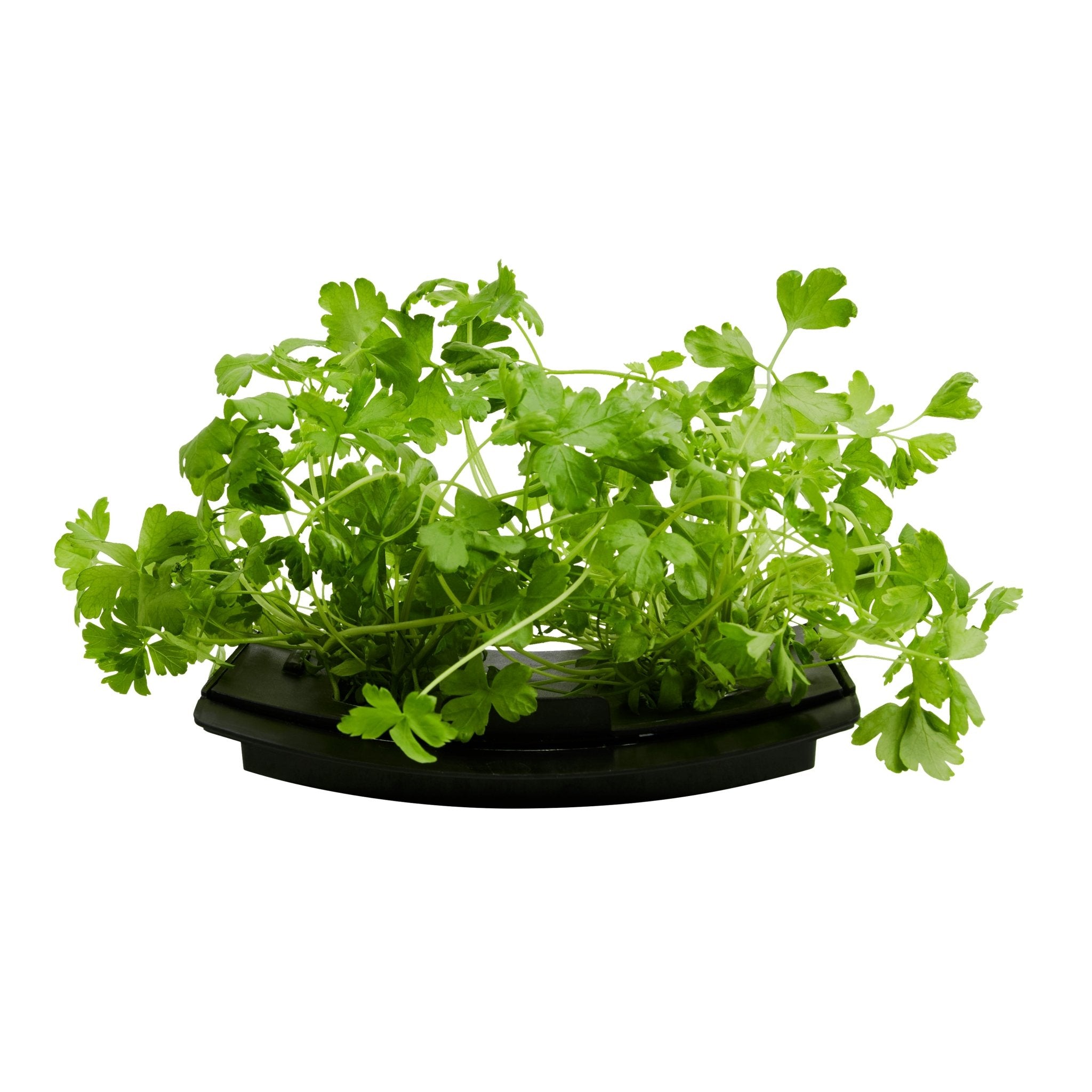 ROTO - ROTO FARM PLANT PAD - 3 PACK