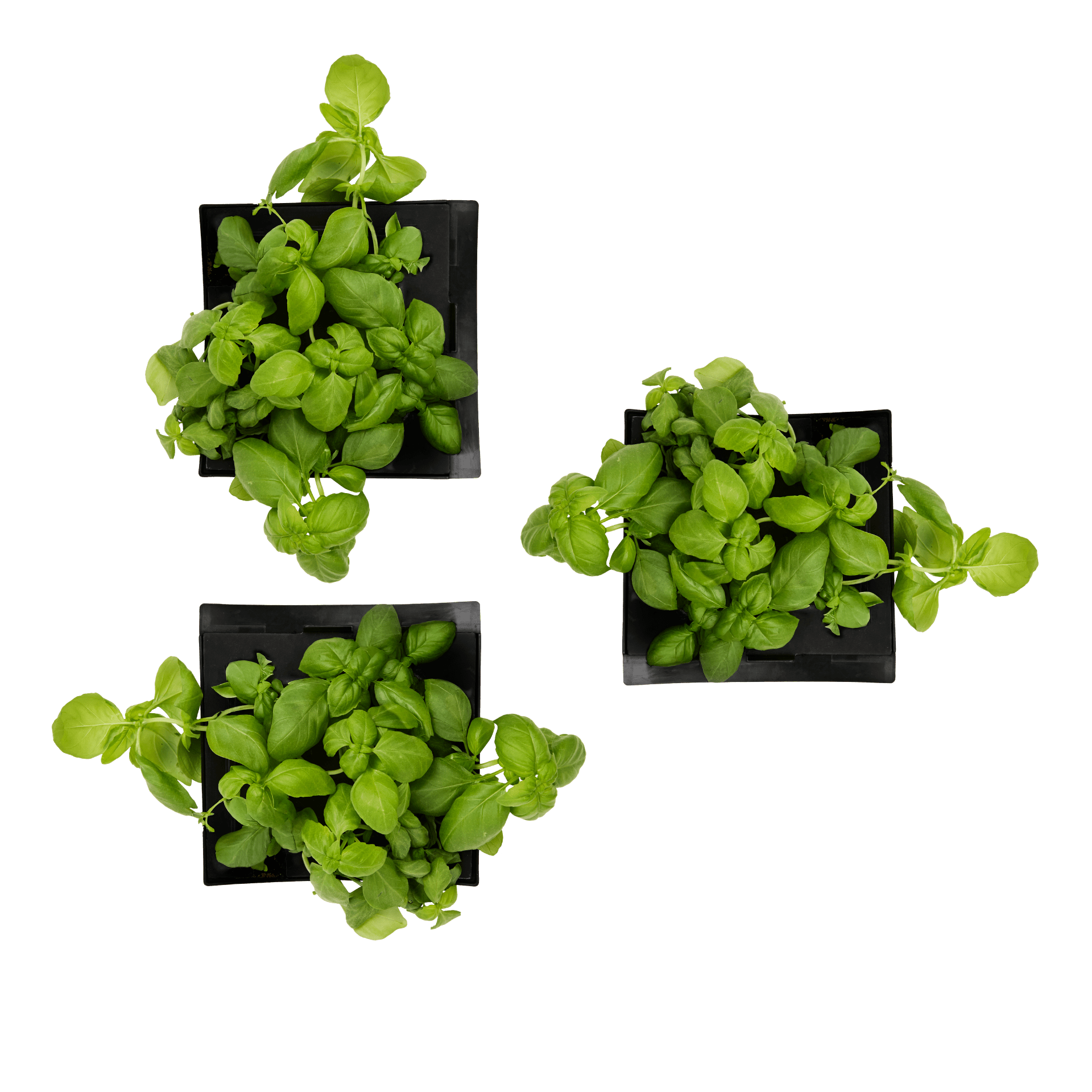 ROTO - ROTO FARM PLANT PAD - 3 PACK