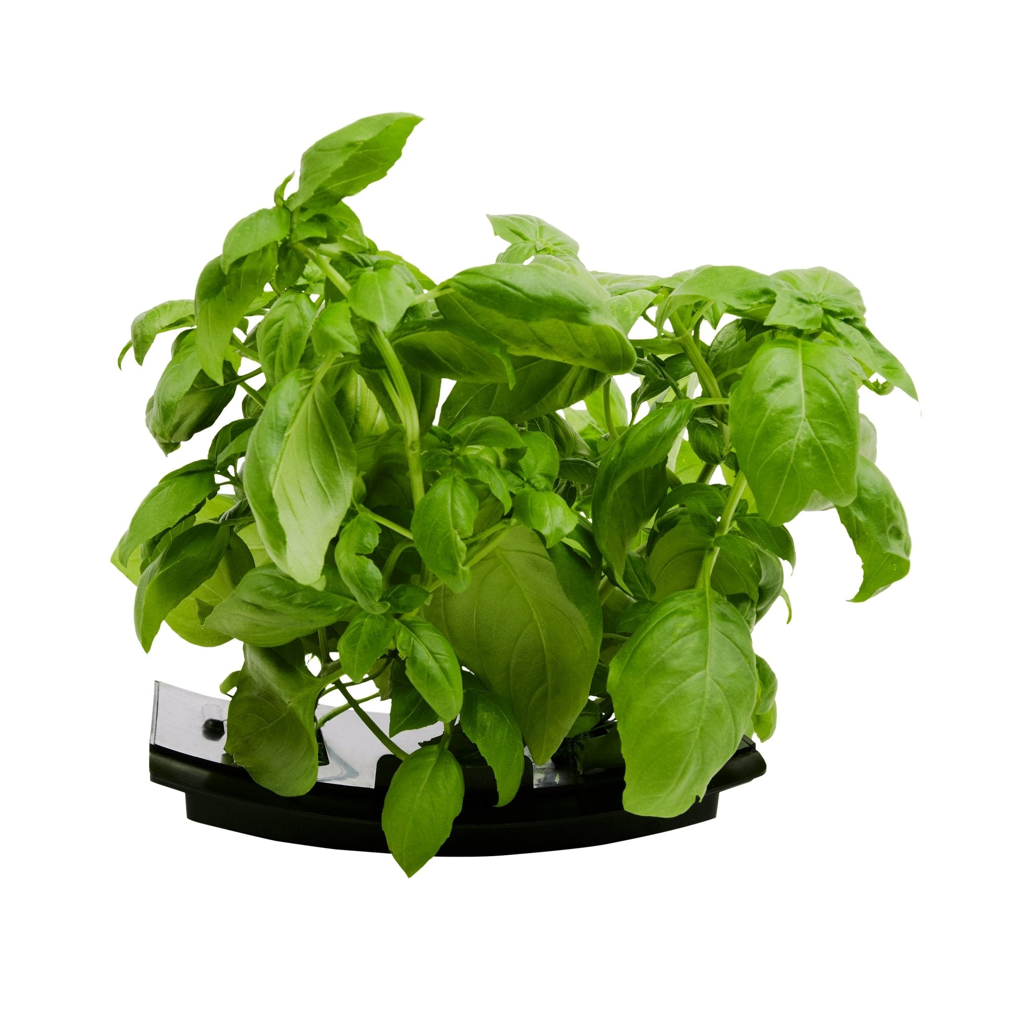 ROTO - ROTO FARM PLANT PAD - 3 PACK