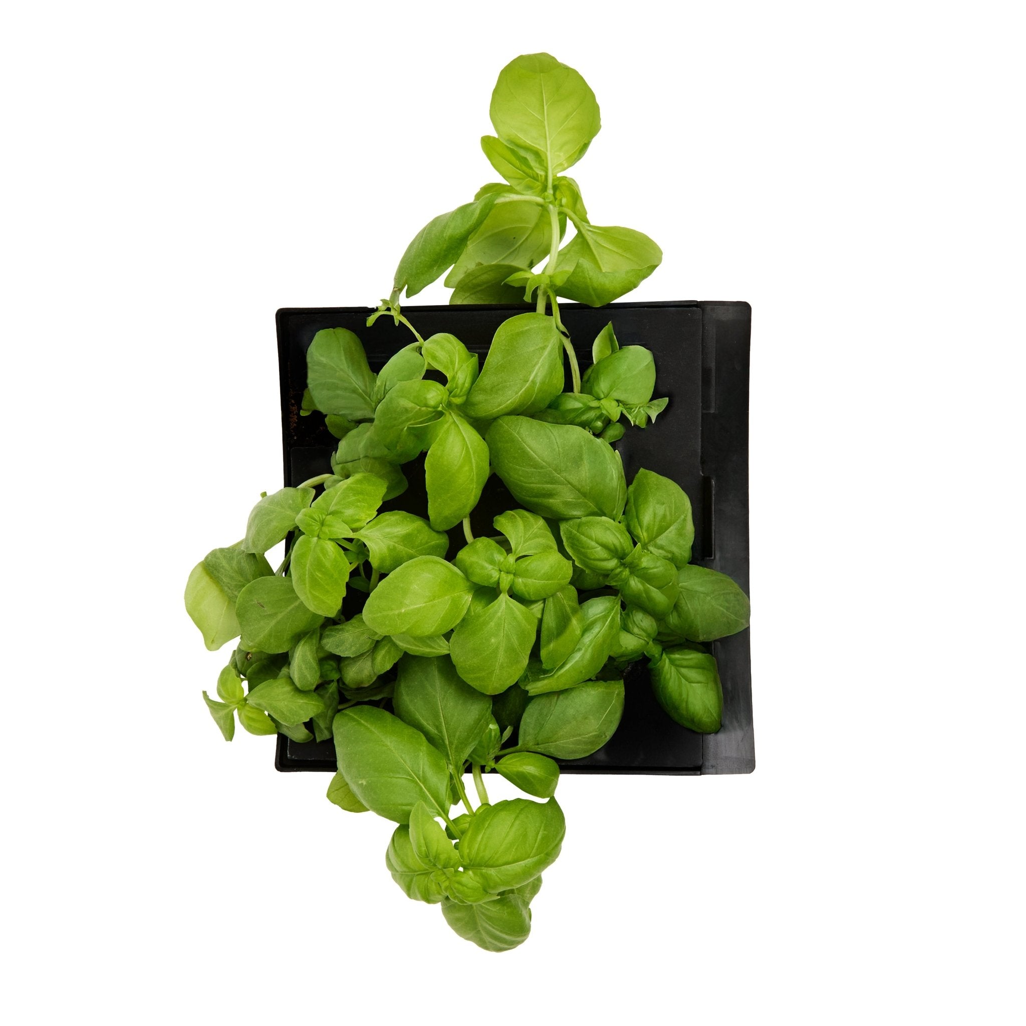 ROTO - ROTO FARM PLANT PAD - 3 PACK