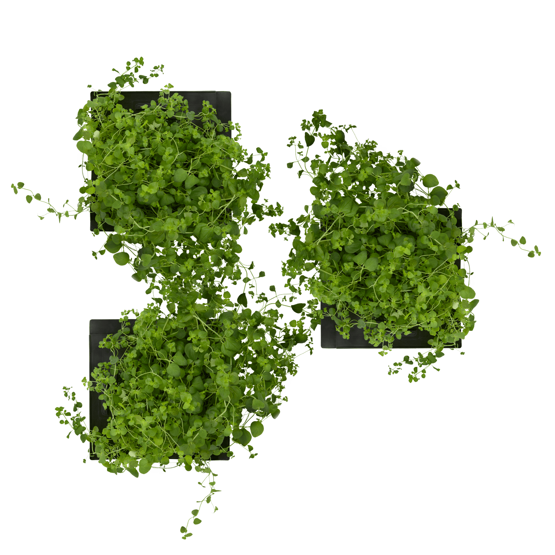 ROTO - ROTO FARM PLANT PAD - 3 PACK