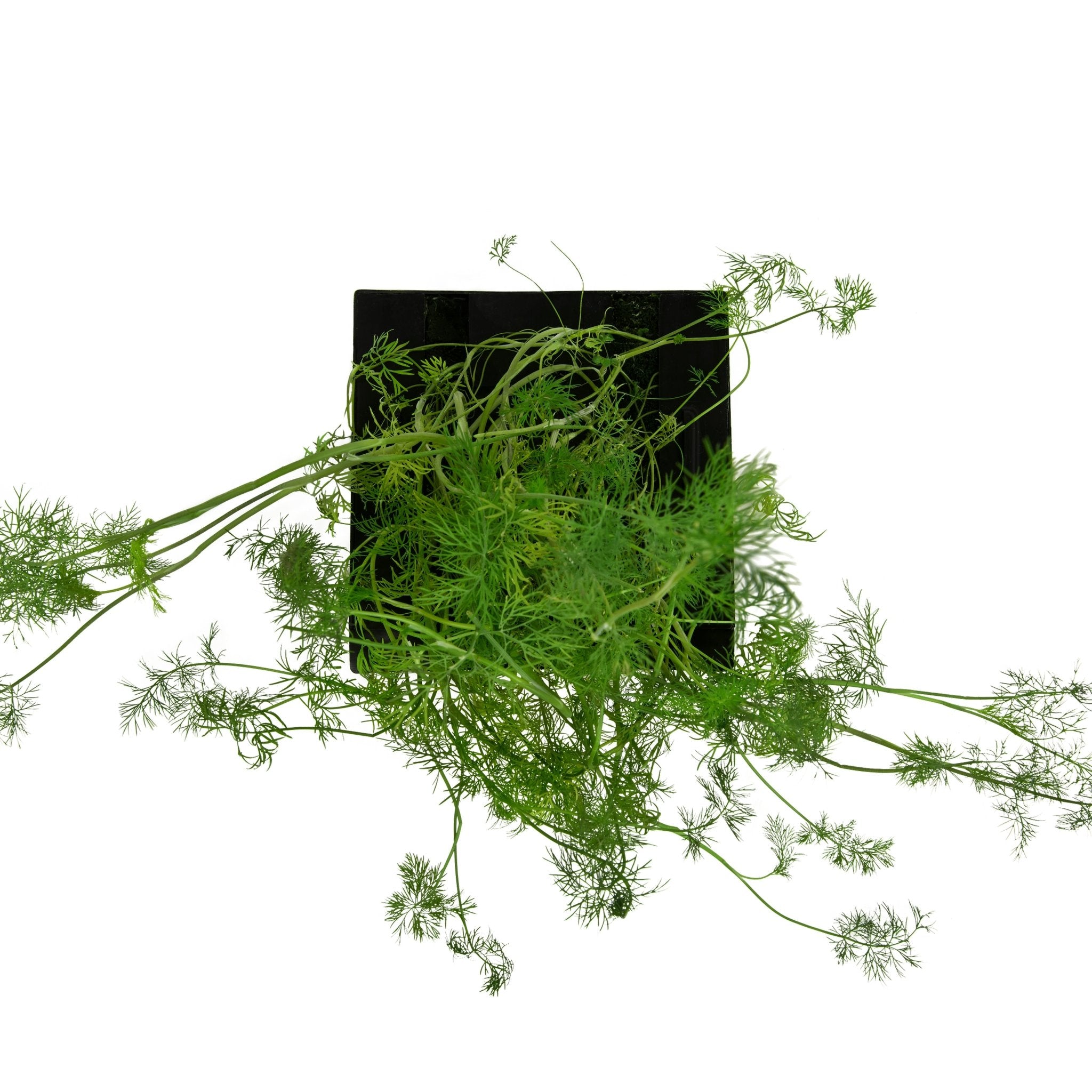 ROTO - ROTO FARM PLANT PAD - 3 PACK