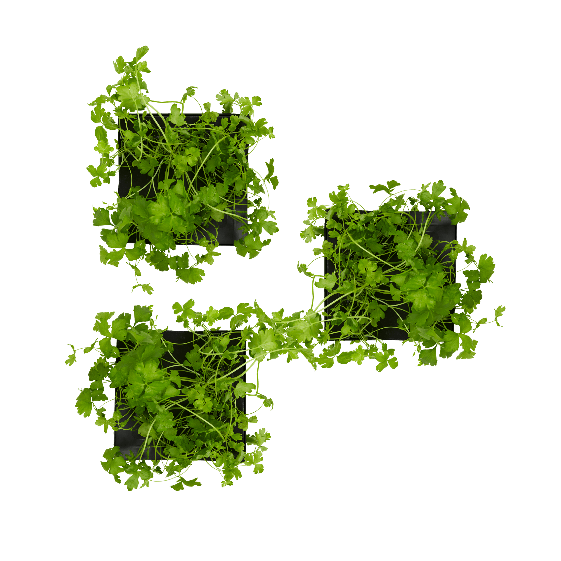 ROTO - ROTO FARM PLANT PAD - 3 PACK