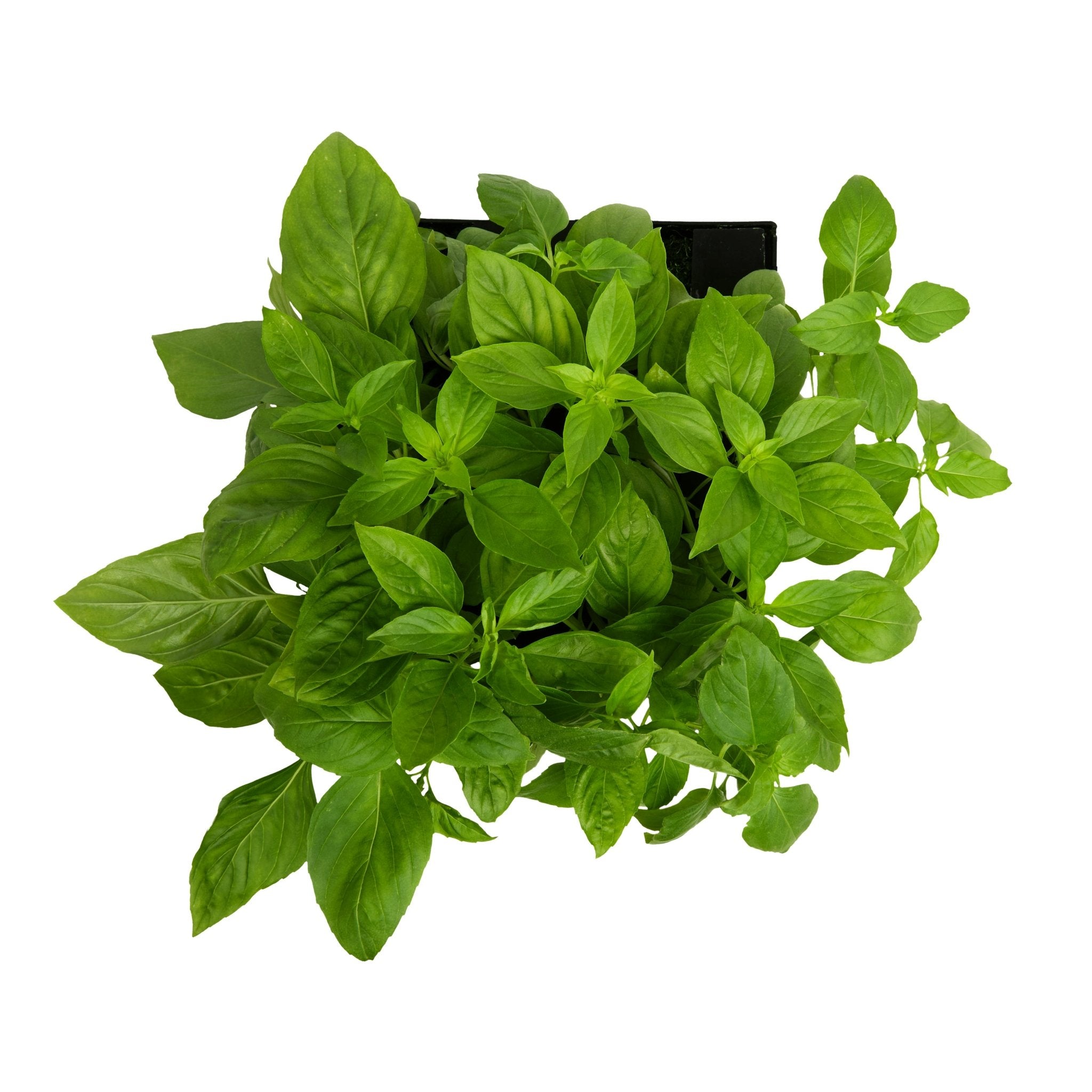 ROTO - ROTO FARM PLANT PAD - 3 PACK