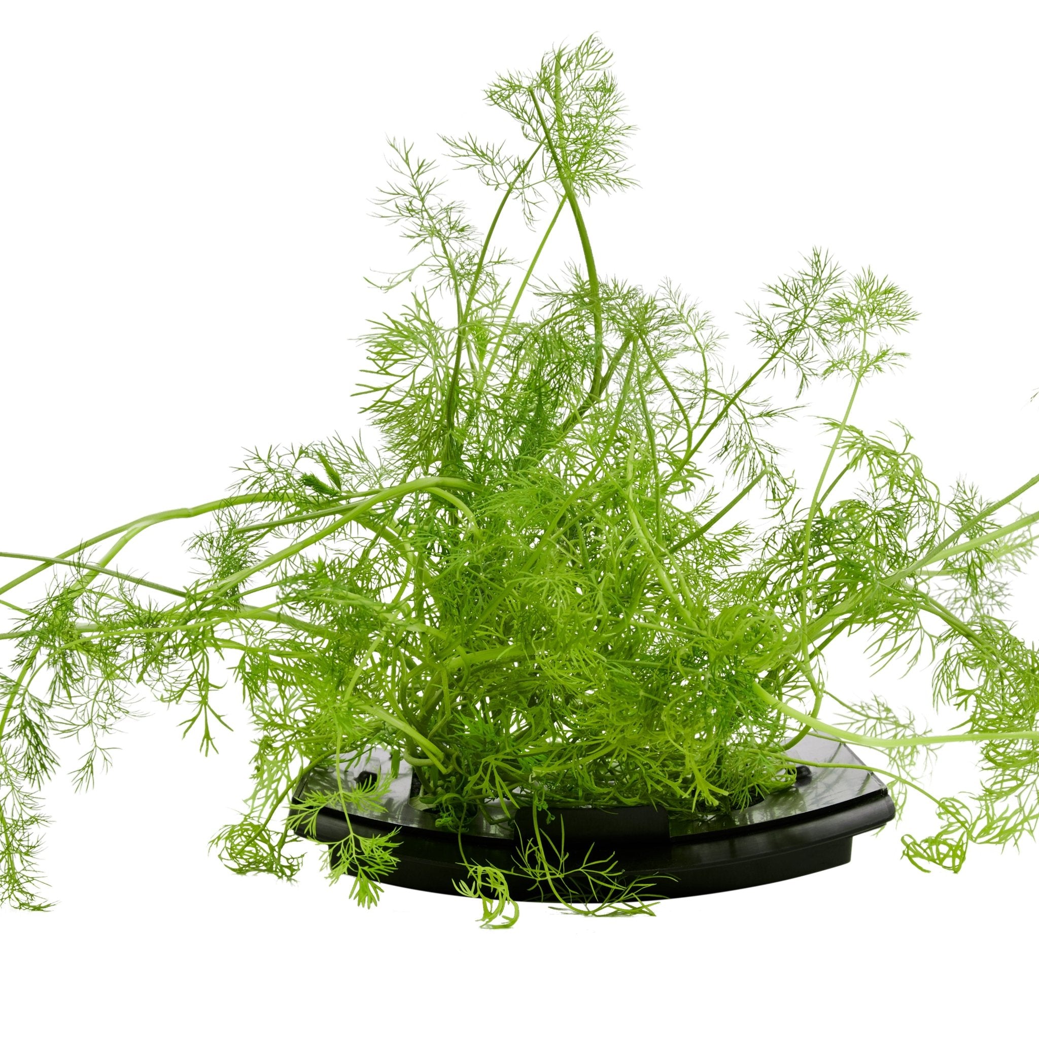 ROTO - ROTO FARM PLANT PAD - 3 PACK