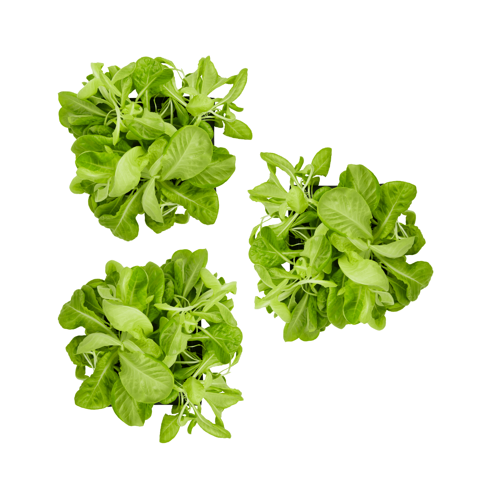 ROTO - ROTO FARM PLANT PAD - 3 PACK