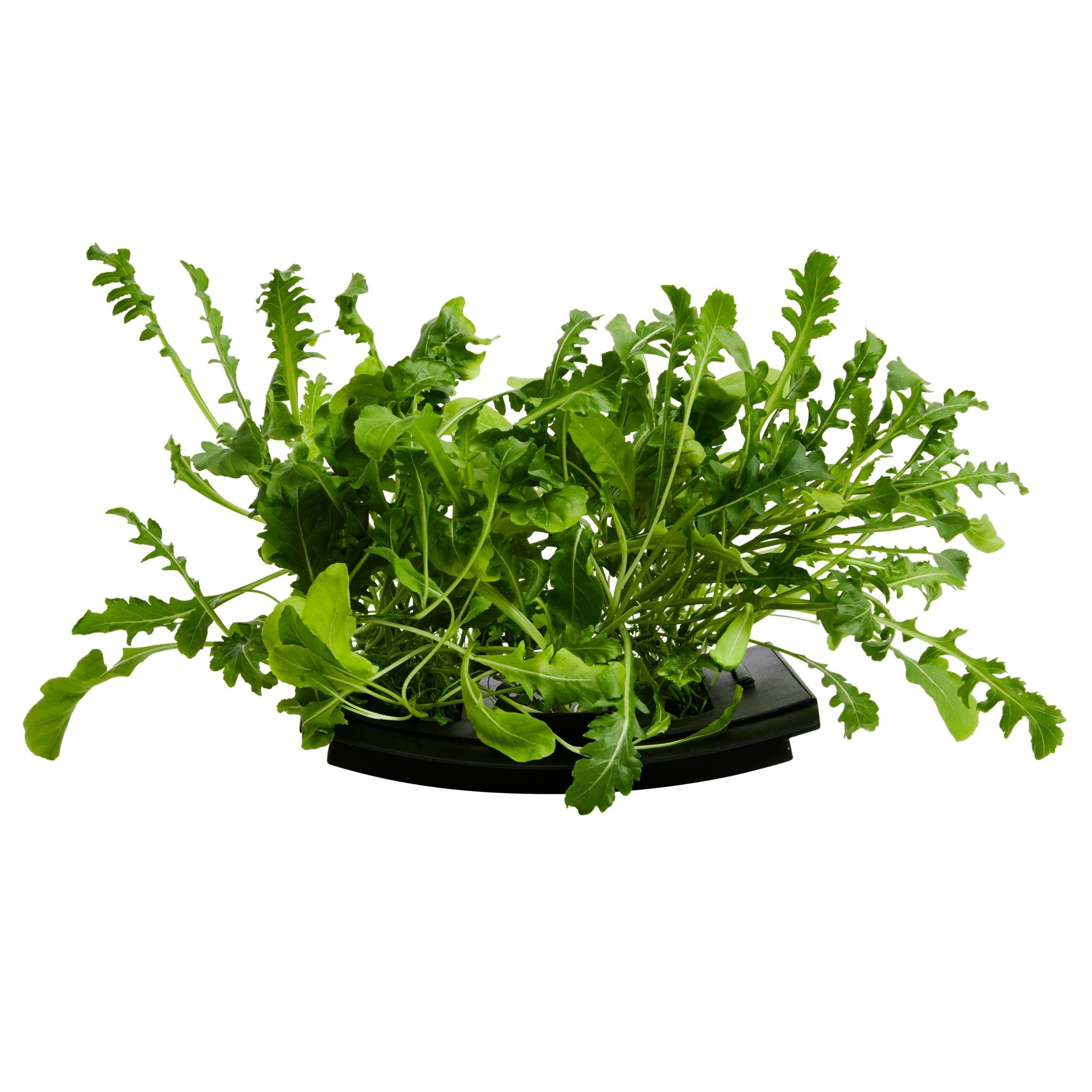 ROTO - ROTO FARM PLANT PAD - 3 PACK