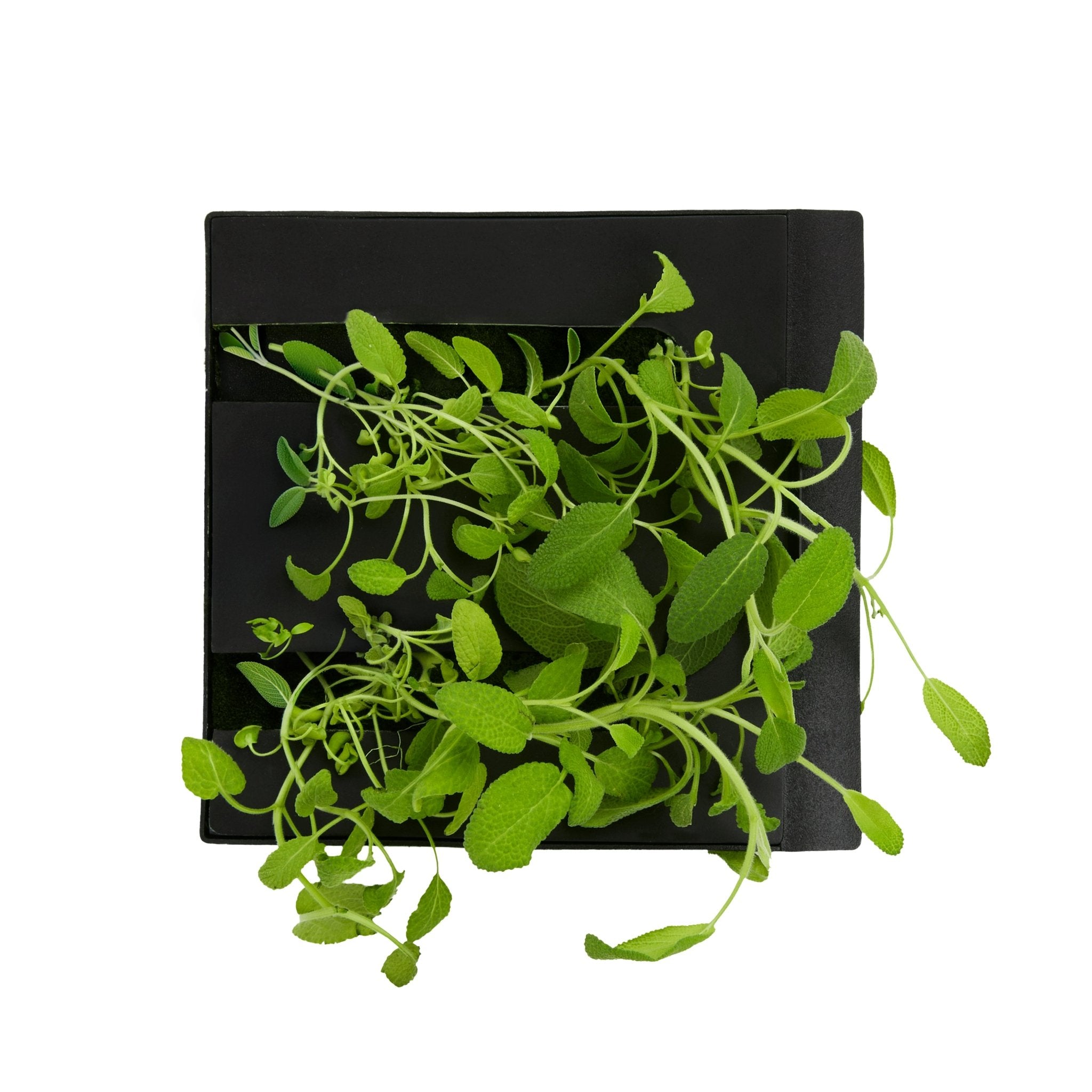 ROTO - ROTO FARM PLANT PAD - 3 PACK