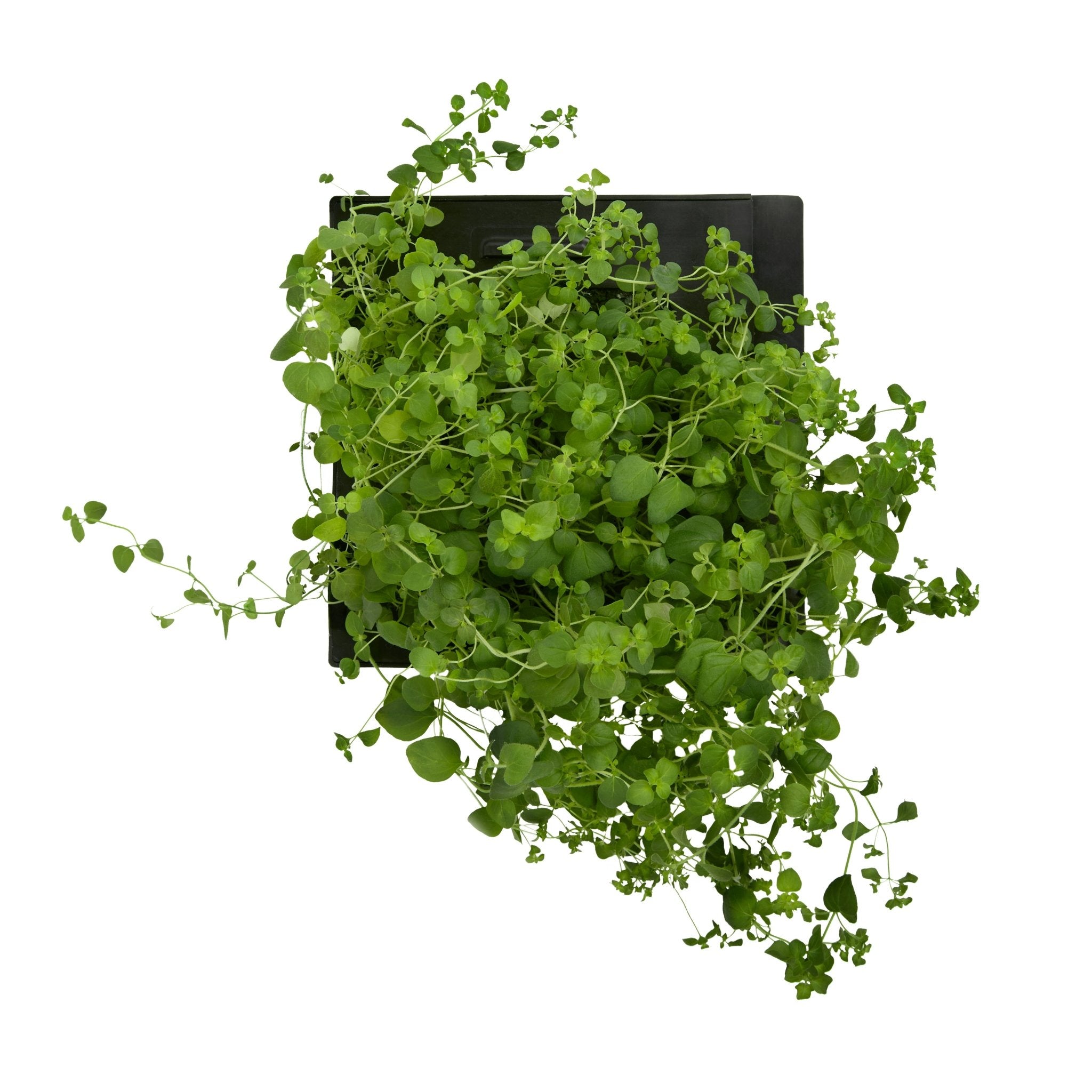 ROTO - ROTO FARM PLANT PAD - 3 PACK