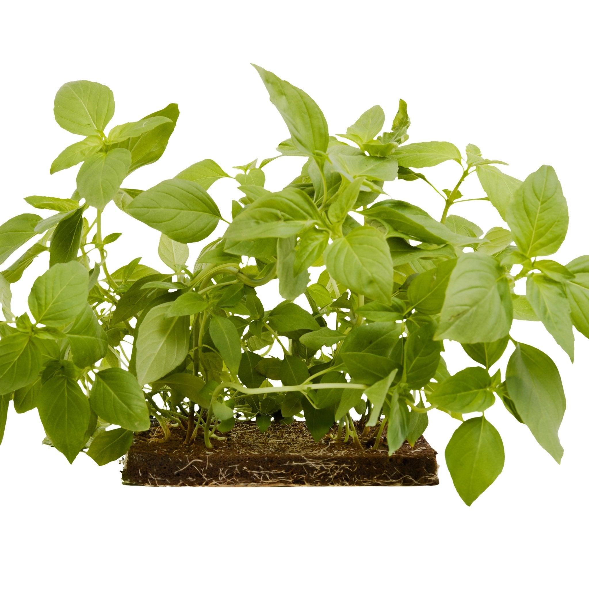 ROTO - ROTO FARM PLANT PAD - 3 PACK