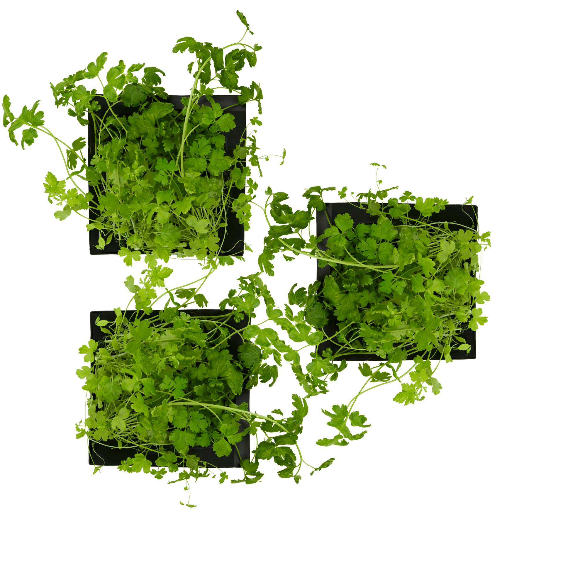 ROTO - ROTO FARM PLANT PAD - 3 PACK